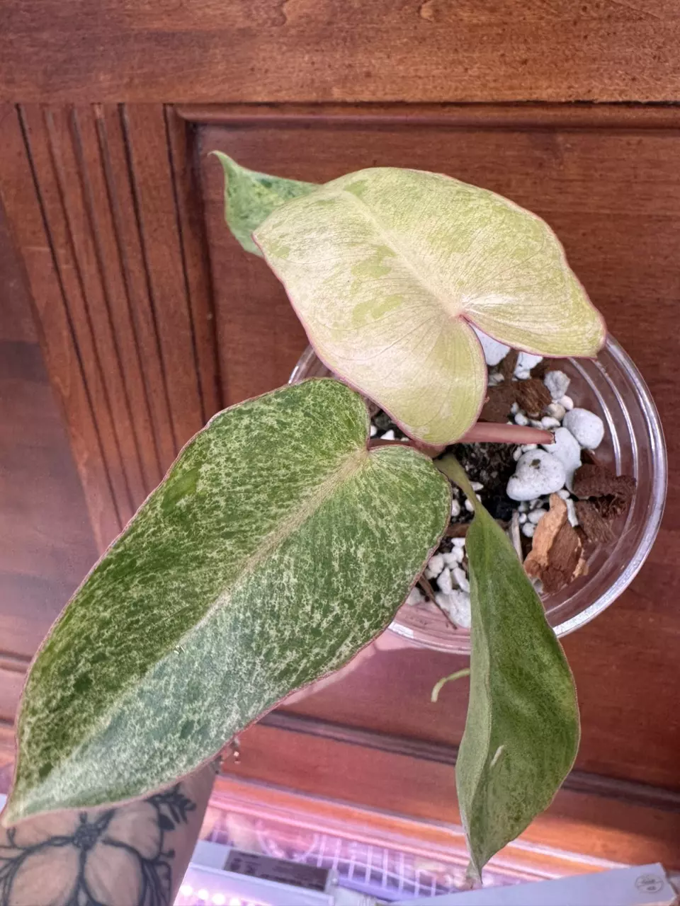 plant/Philodendron Paraiso Verde #0011-0