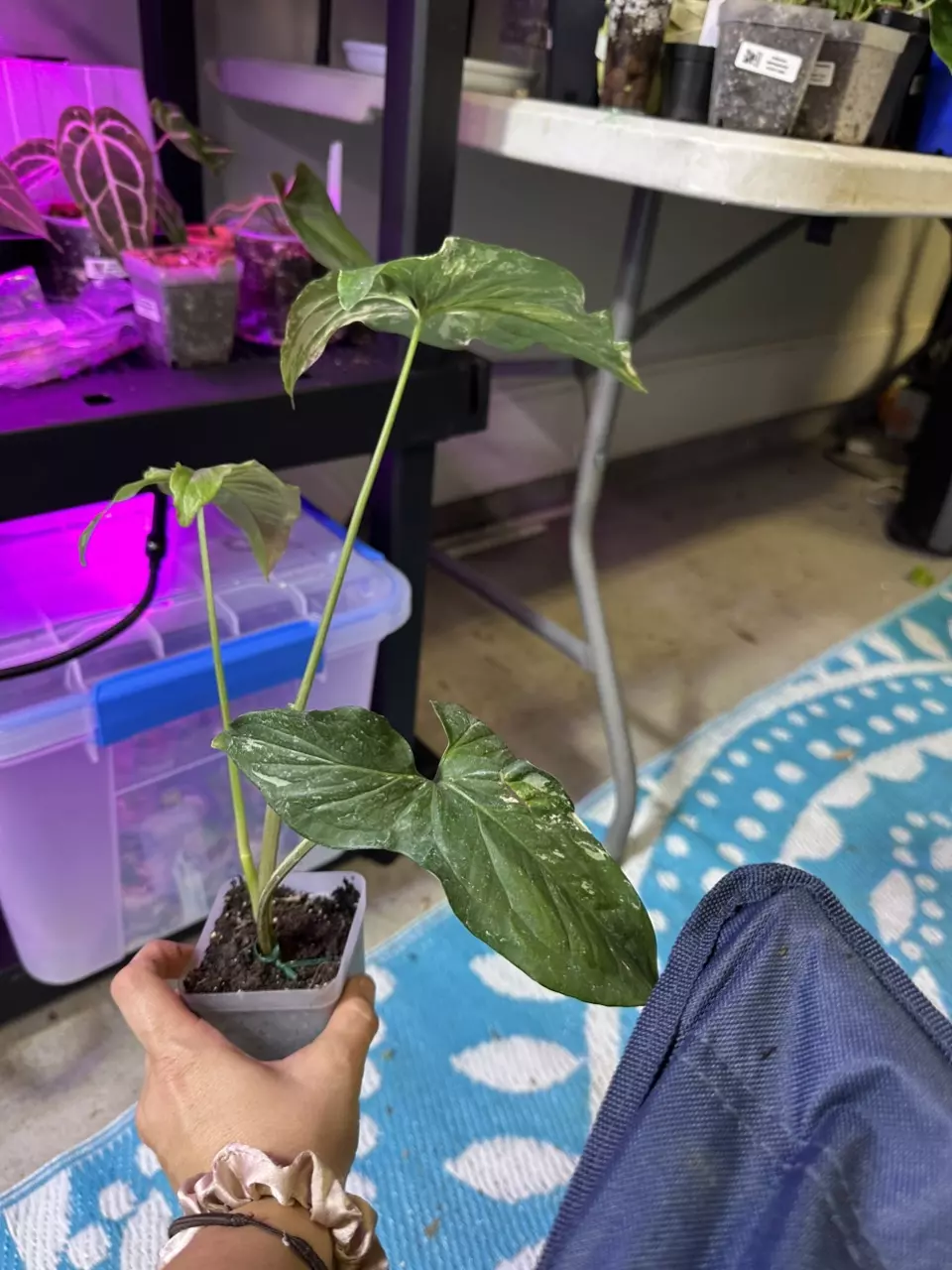 plant/Syngonium albo-2