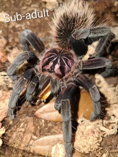 plant/Xenesthis immanis - Colombian Lesserblack Tarantula sling, 1.5-2"-2-thumbnail