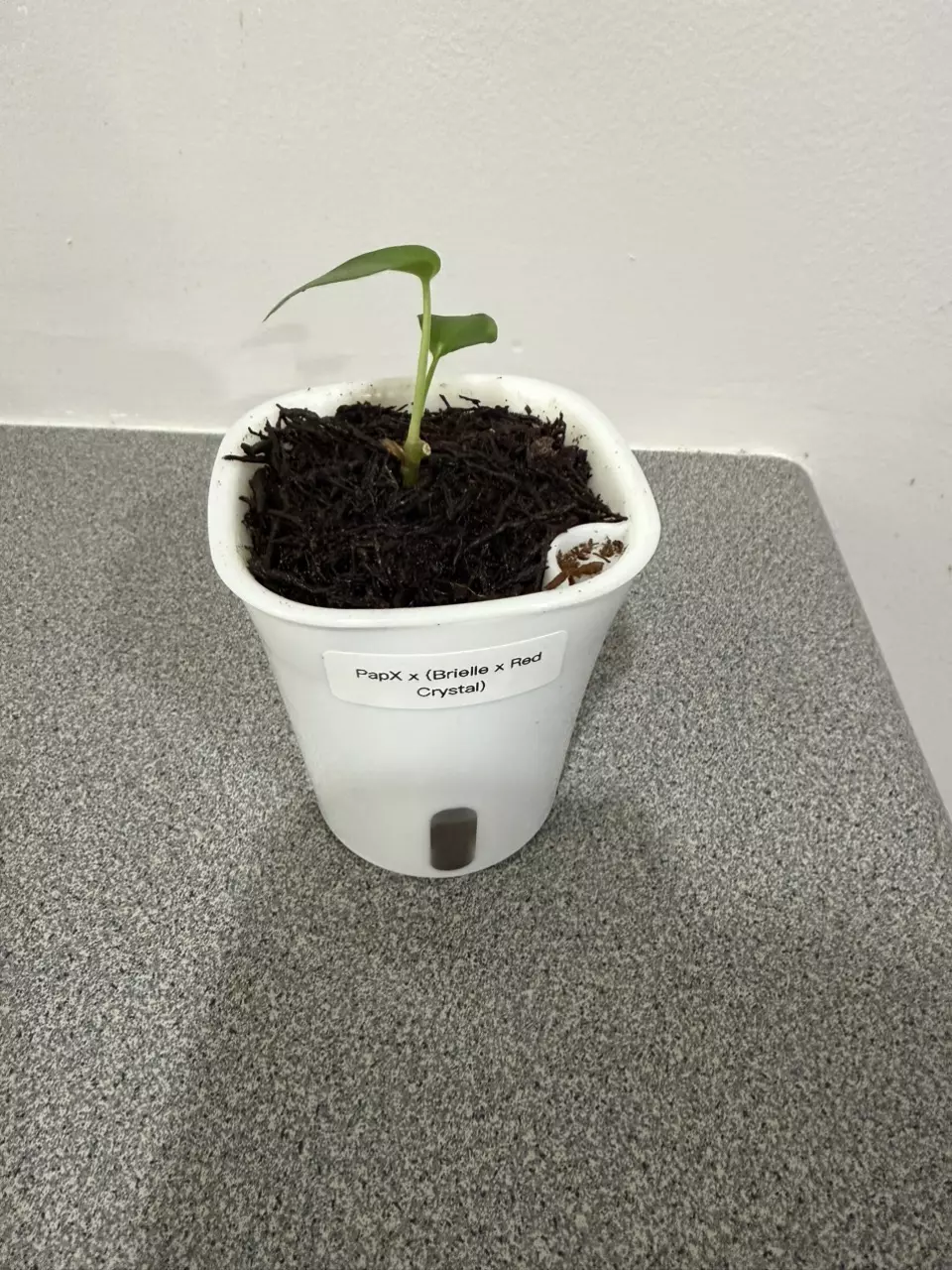 plant/Anthurium PapX × (Brielle × Red Crystal)-0