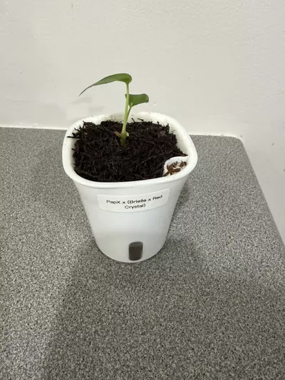 plant/Anthurium PapX × (Brielle × Red Crystal)-0-thumbnail