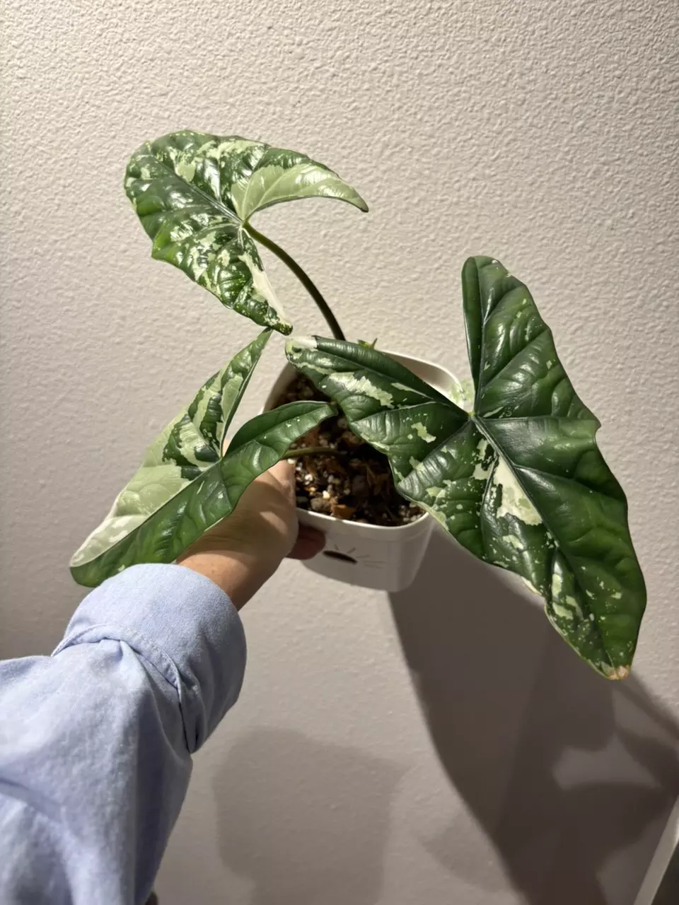 plant/SPROUTED CORMS - Alocasia Simpo Albo-0