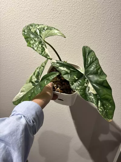 plant/SPROUTED CORMS - Alocasia Simpo Albo-0-thumbnail