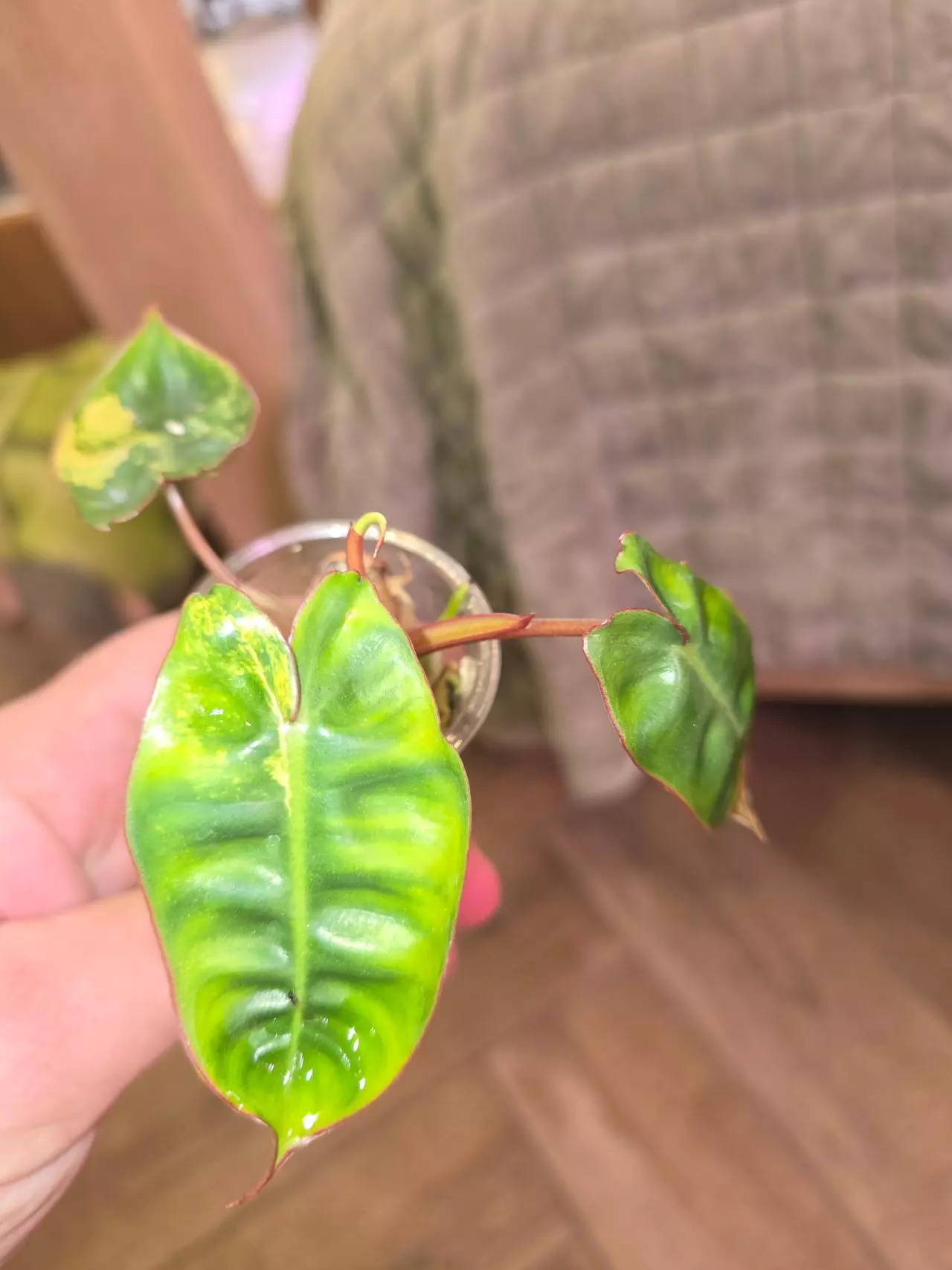 plant/Variegated Billie Philodendron-0