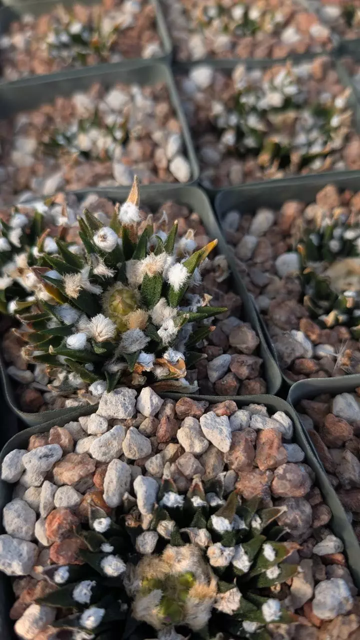 plant/NEW ! Seed  - Ariocarpus Agavoides - 10 pcs - mother plants in listing-0