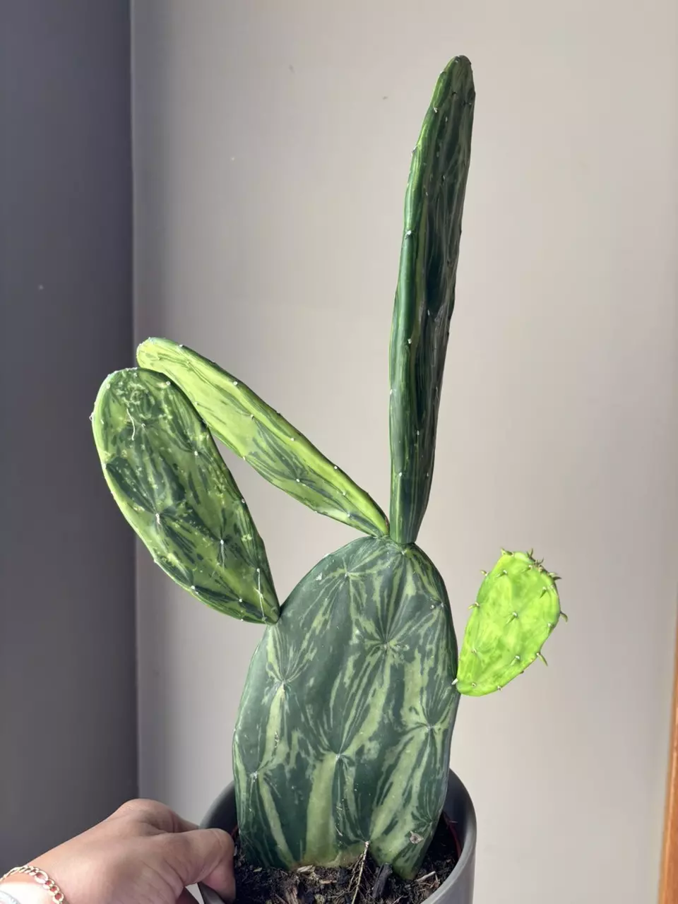 plant/Variegated opuntia prickly pear cactus-0
