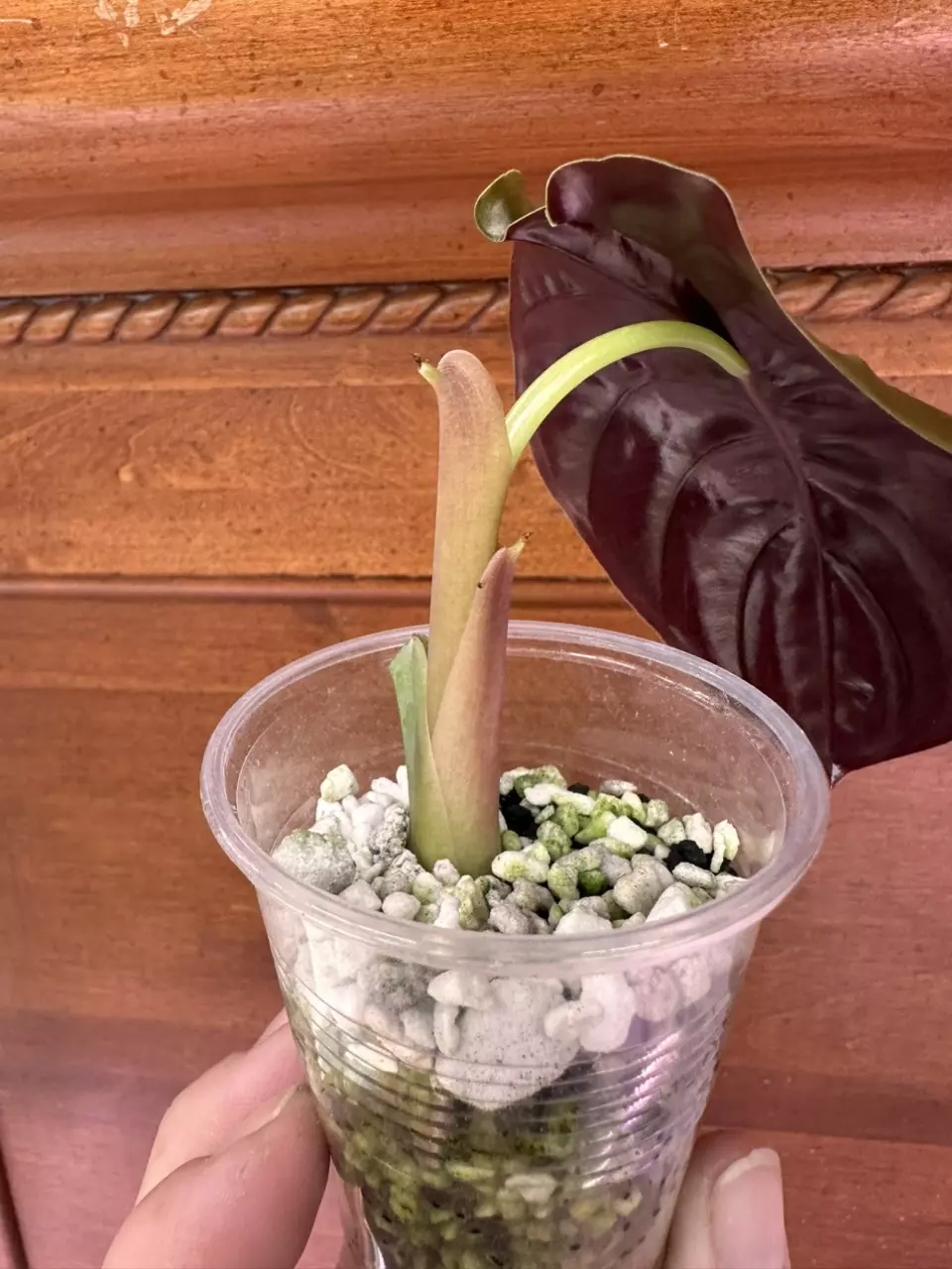 plant/Alocasia Cuprea-1