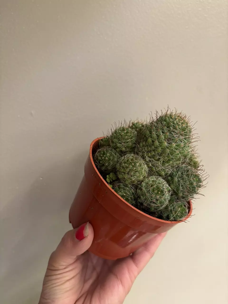 plant/Mamillaria cluster-1