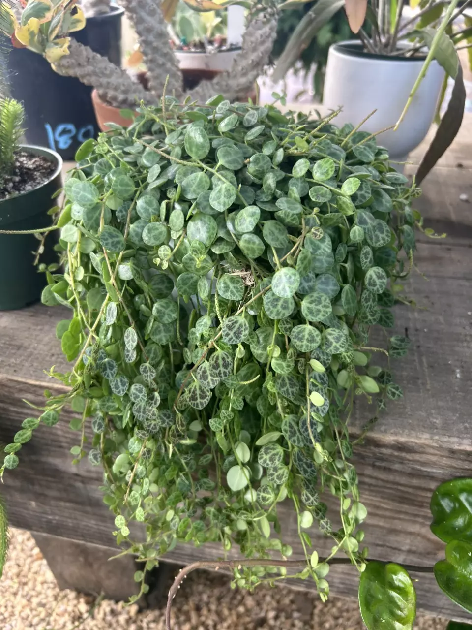 plant/6” String of Turtles-0