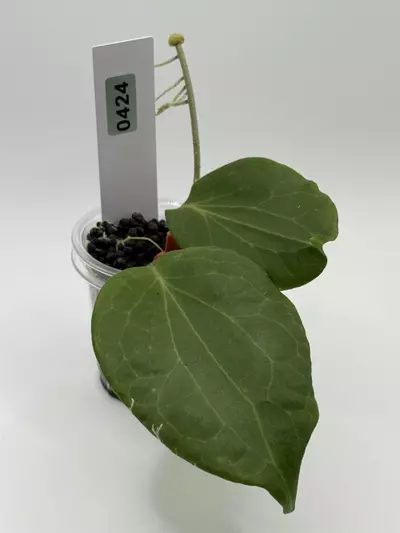 plant/0424 hoya nicholsoniae-0-thumbnail