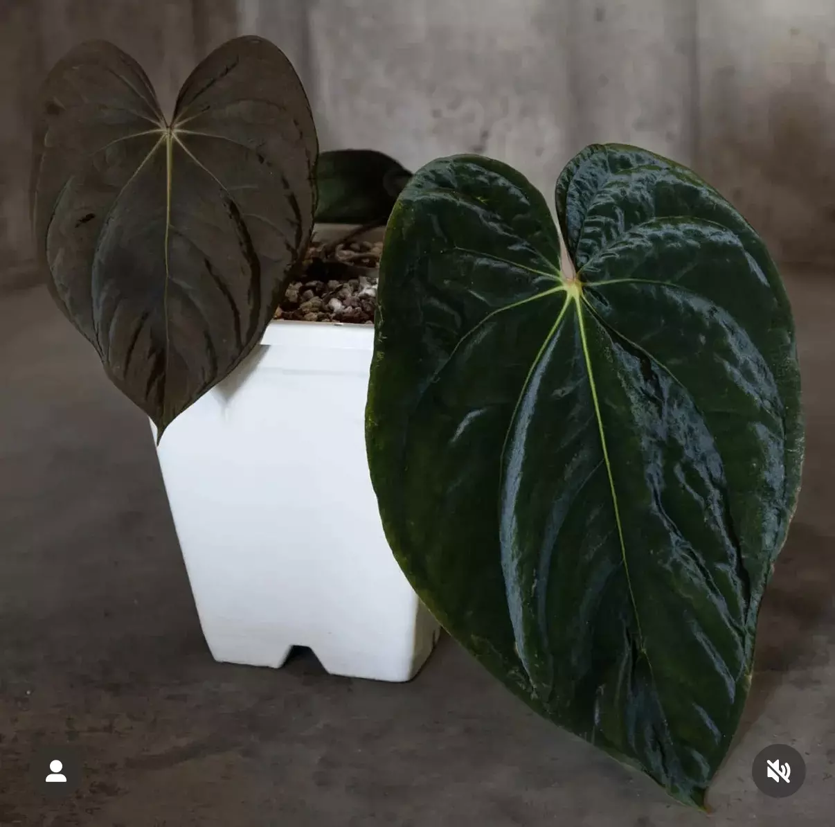 plant/Pure BVEP (RA 2 x Round x BBL)-1