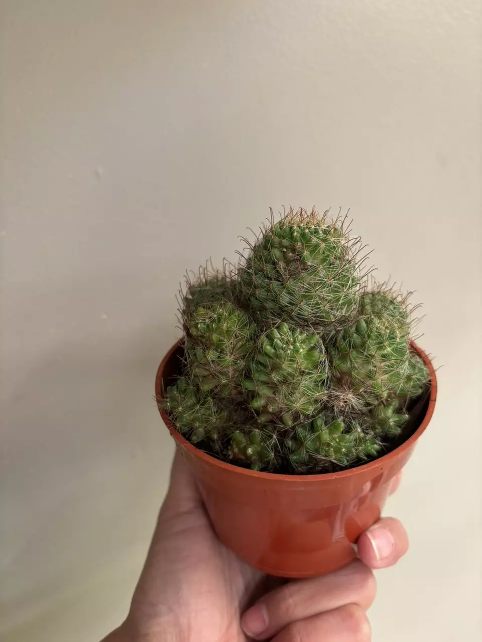 plant/Mamillaria cluster-0