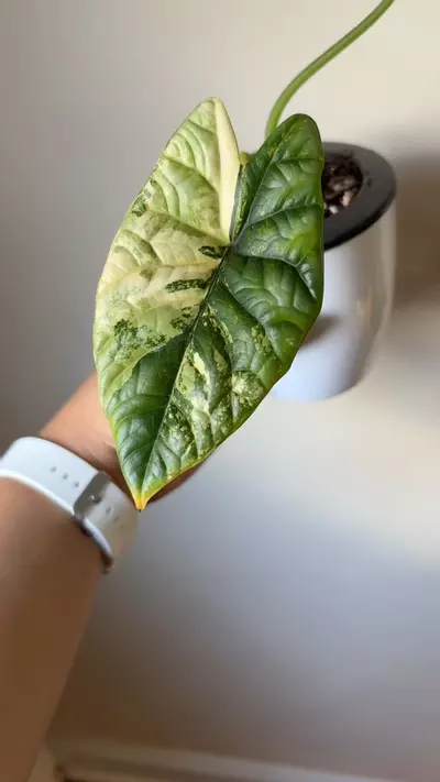 plant/Alocasia Sinuata Aurea Corm B-2-thumbnail