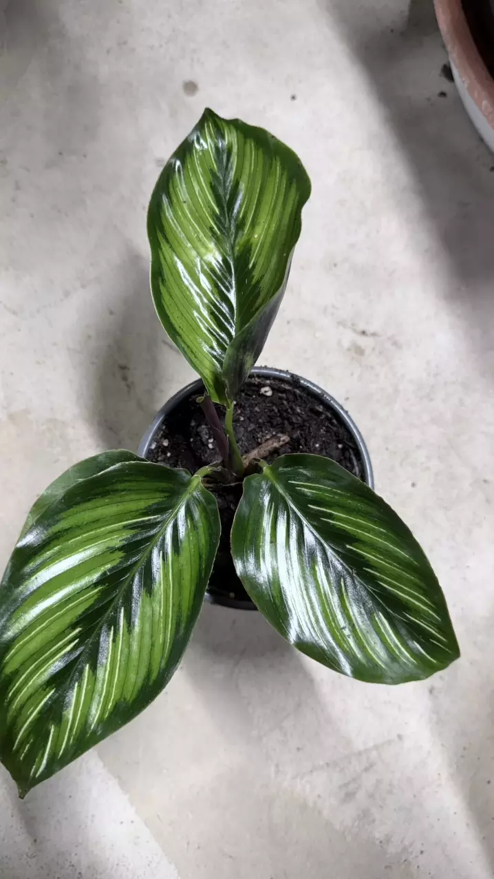 plant/Calathea 'Beauty Star', a type of prayer plant known for its striking foliage.-1