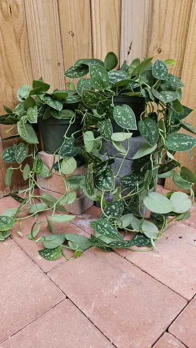 plant/Scindapsus pictus Silver Satin Pothos Philodendron LIVE PLANT-3-thumbnail