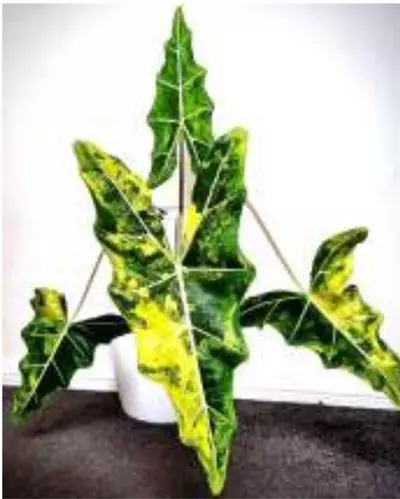 plant/Sarian Aurea Var tc gc-0-thumbnail