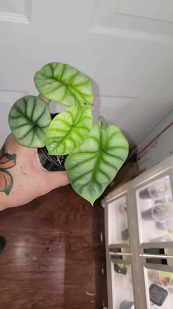 plant/Silver dragon-0