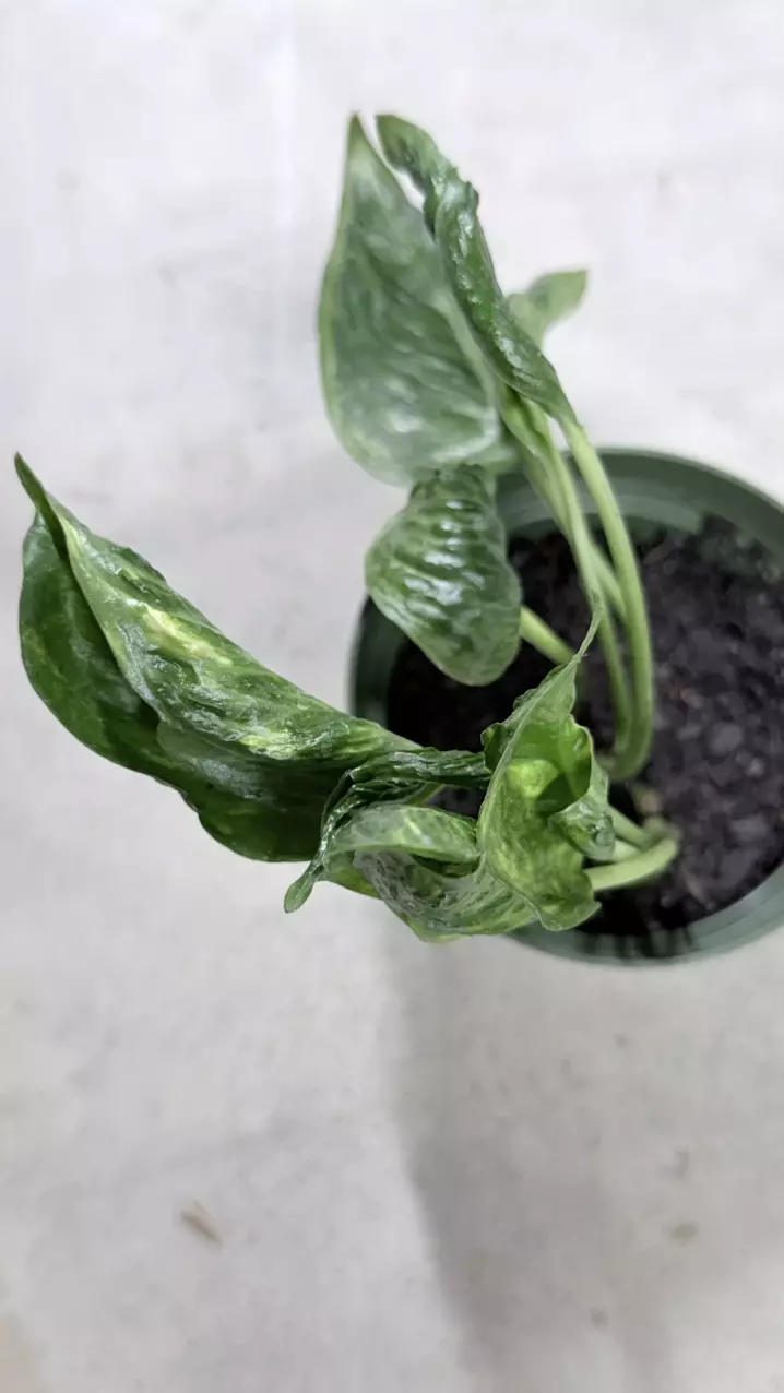plant/EPIPREMNUM AUREUM 'SHANGRI LA' ( plant for sale foto 2-3)-1