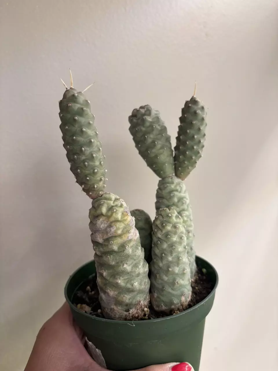 plant/Pinecone cactus-1