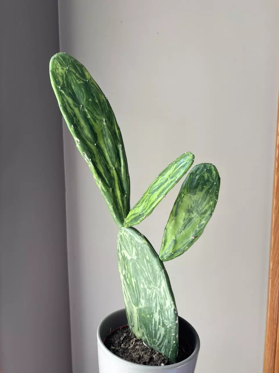 plant/Variegated opuntia prickly pear cactus-2