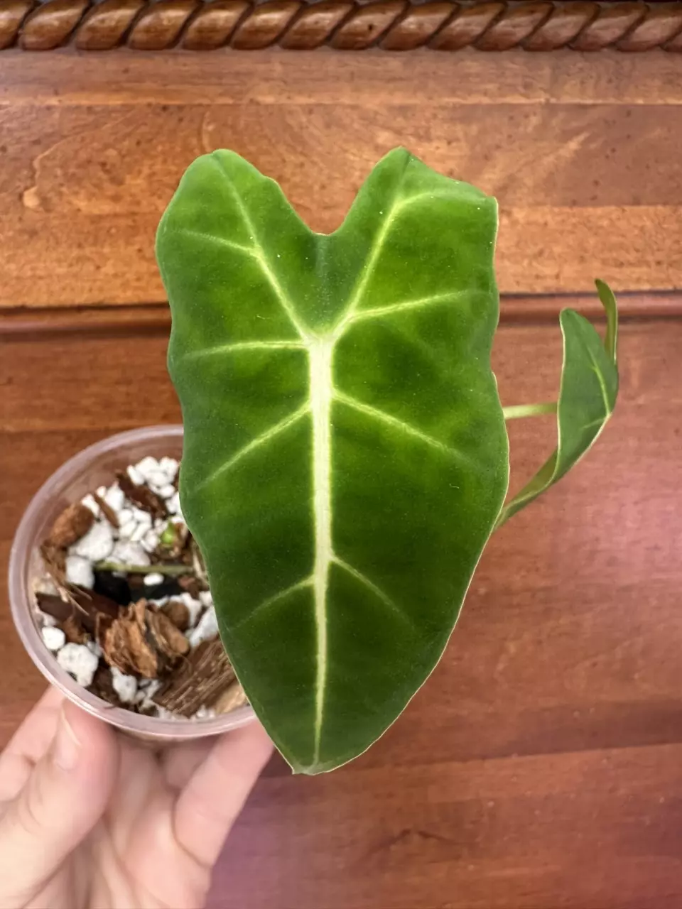 plant/Alocasia Micholitziana ‘Frydek’-1