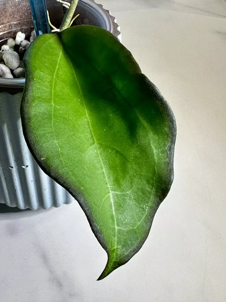 plant/Hoya Maliksi (UPT001)-2