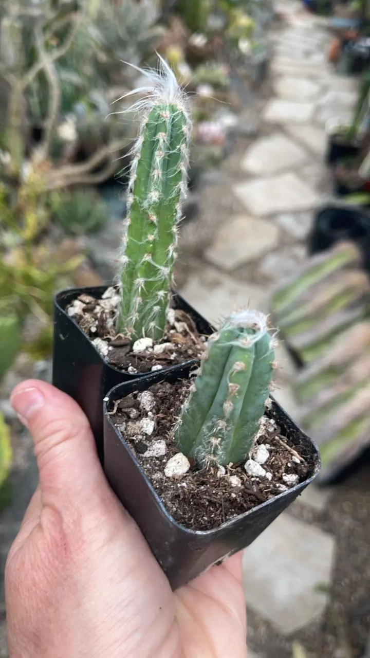 plant/Cactus Pilocereus Blue Torch 2”-0