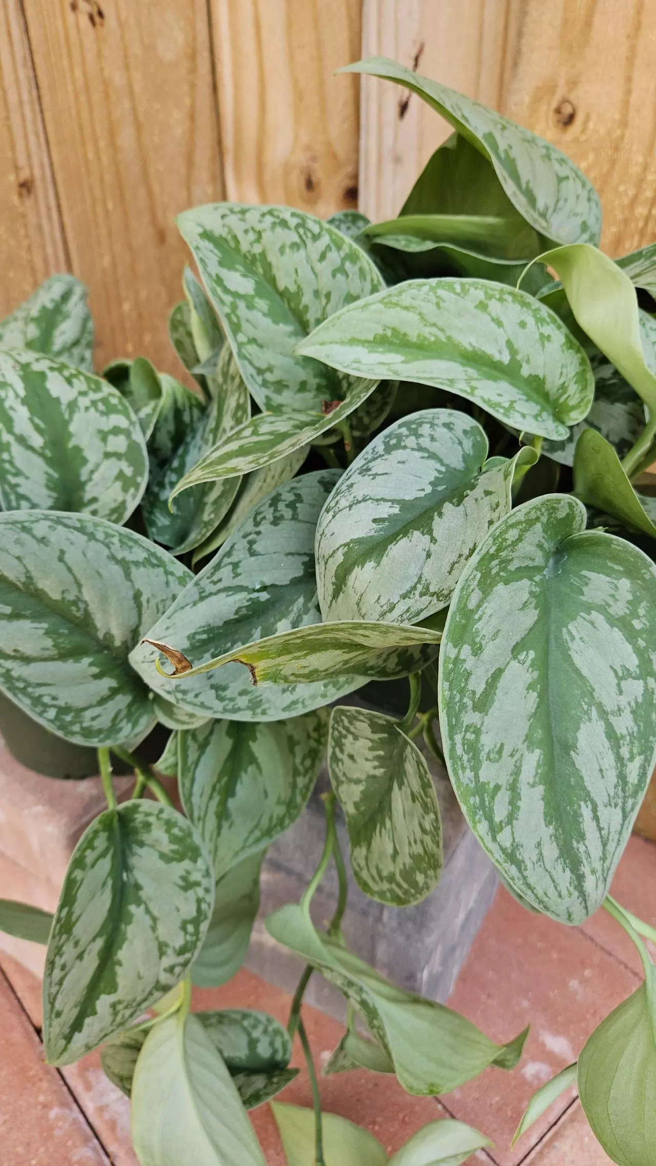 plant/Scindapsus pictus Silver Cloud Pothos Philodendron LIVE PLANT-0