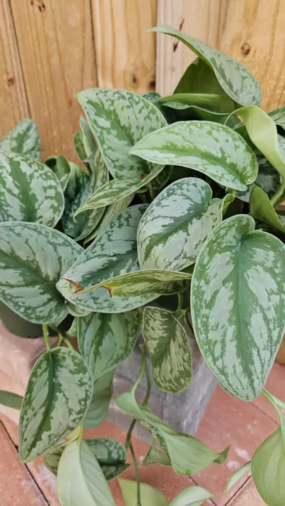 plant/Scindapsus pictus Silver Cloud Pothos Philodendron LIVE PLANT-0-thumbnail