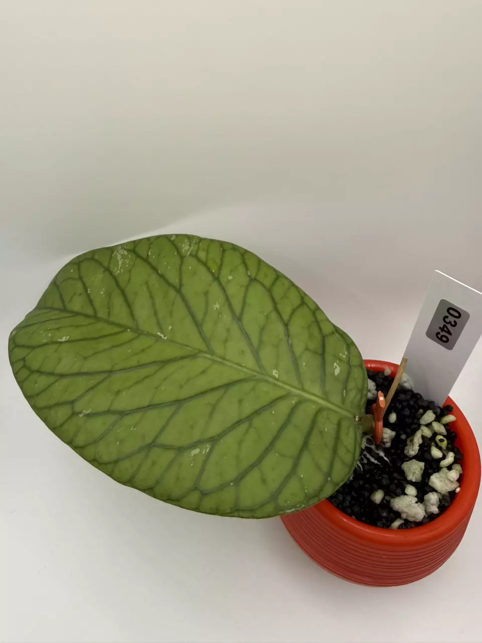 plant/0349 Hoya Meredithii-0