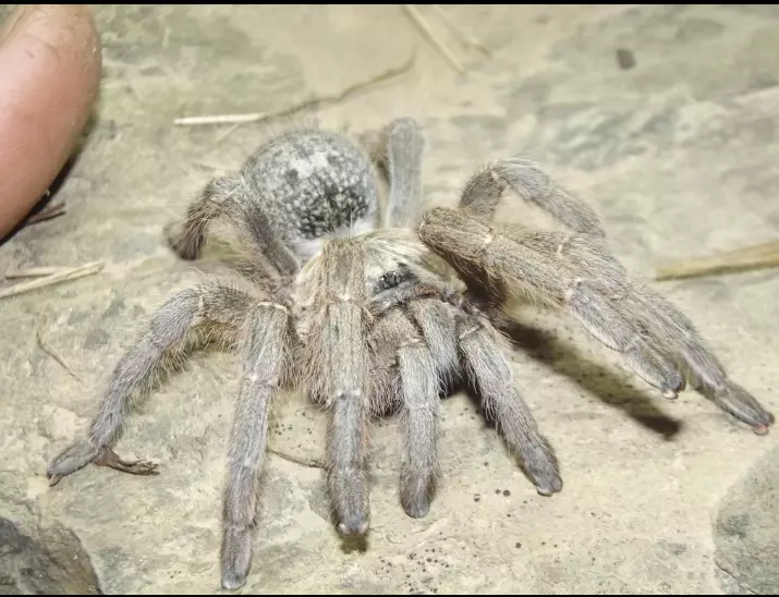 plant/$150 Retail Harpactira dictator (Dictator Baboon Tarantula) 1.5"-0