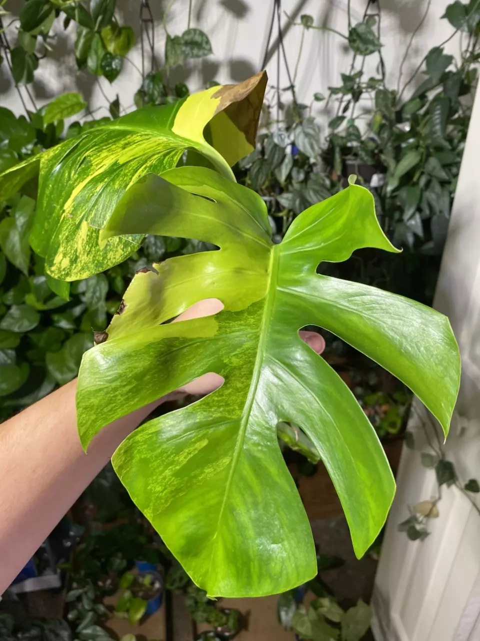plant/Monstera Aurea Top Cut-0