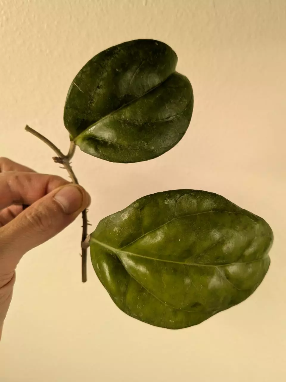 plant/Hoya AH052 2 nodes w growth point-0