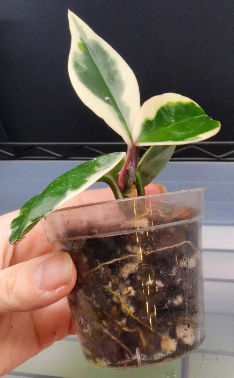 plant/Hoya Carnosa 'Snowball'-3
