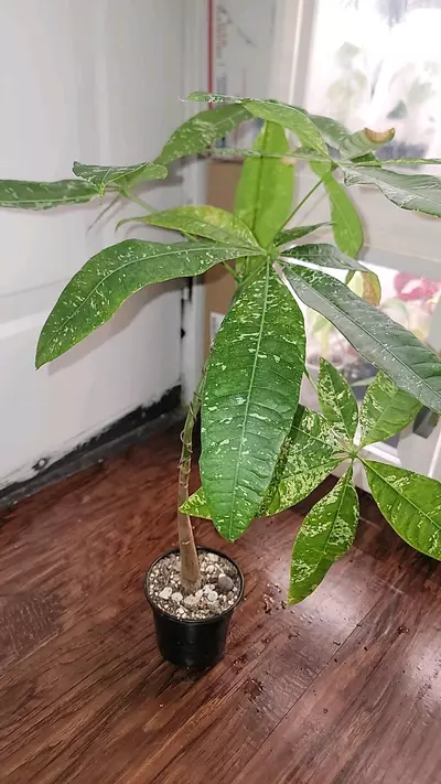 plant/Grafted, varigated money tree-1-thumbnail