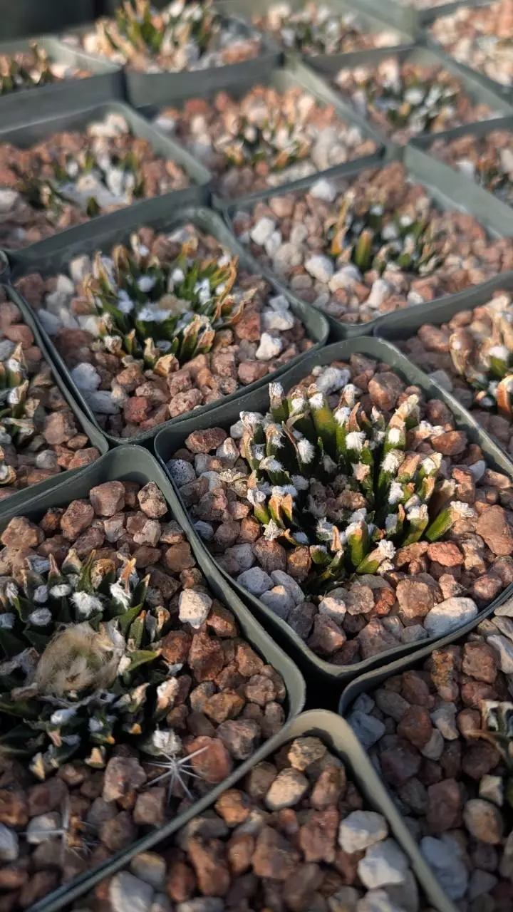 plant/NEW ! Seed  - Ariocarpus Agavoides - 10 pcs - mother plants in listing-1