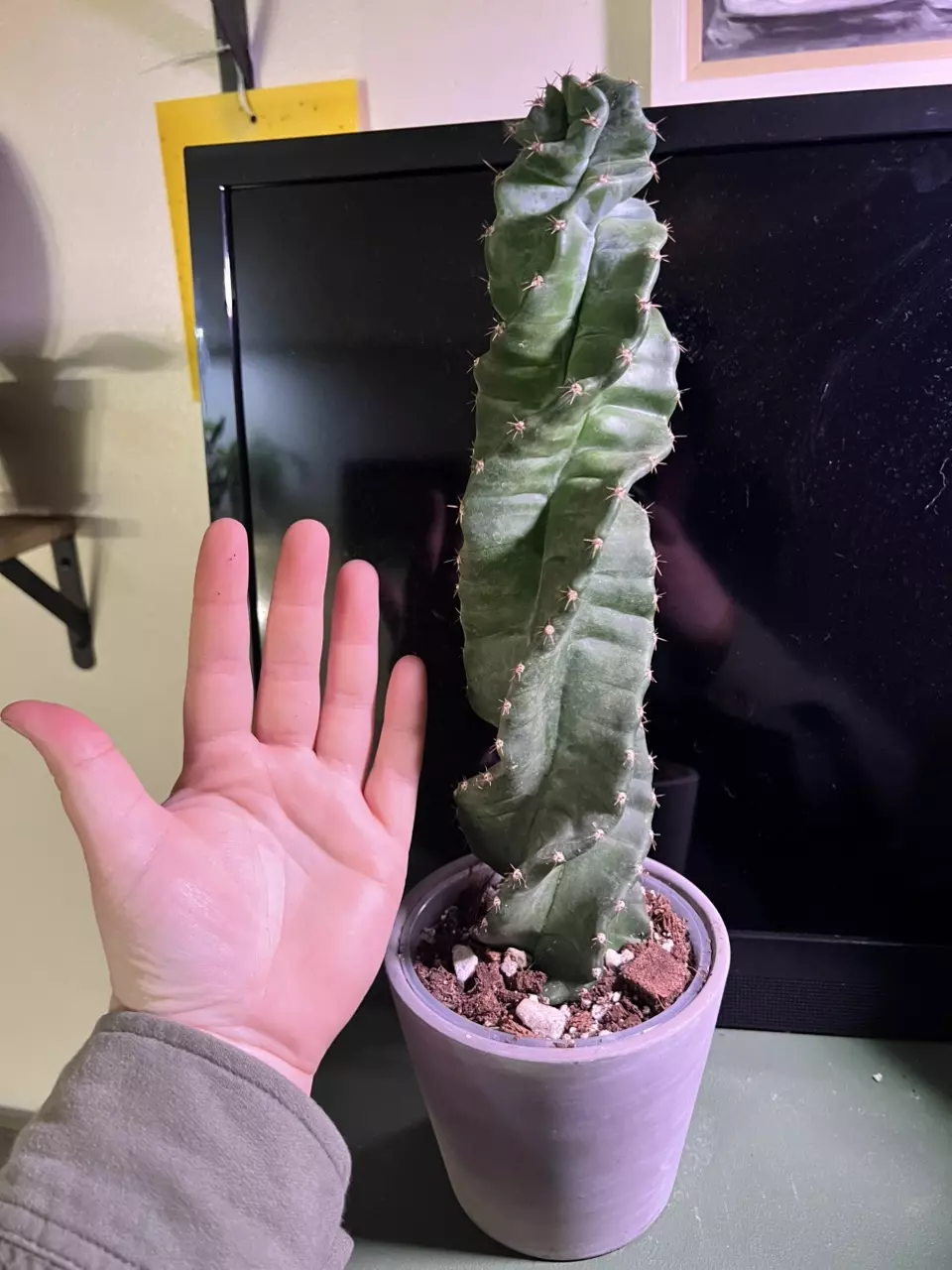 plant/Spiral Cactus-1