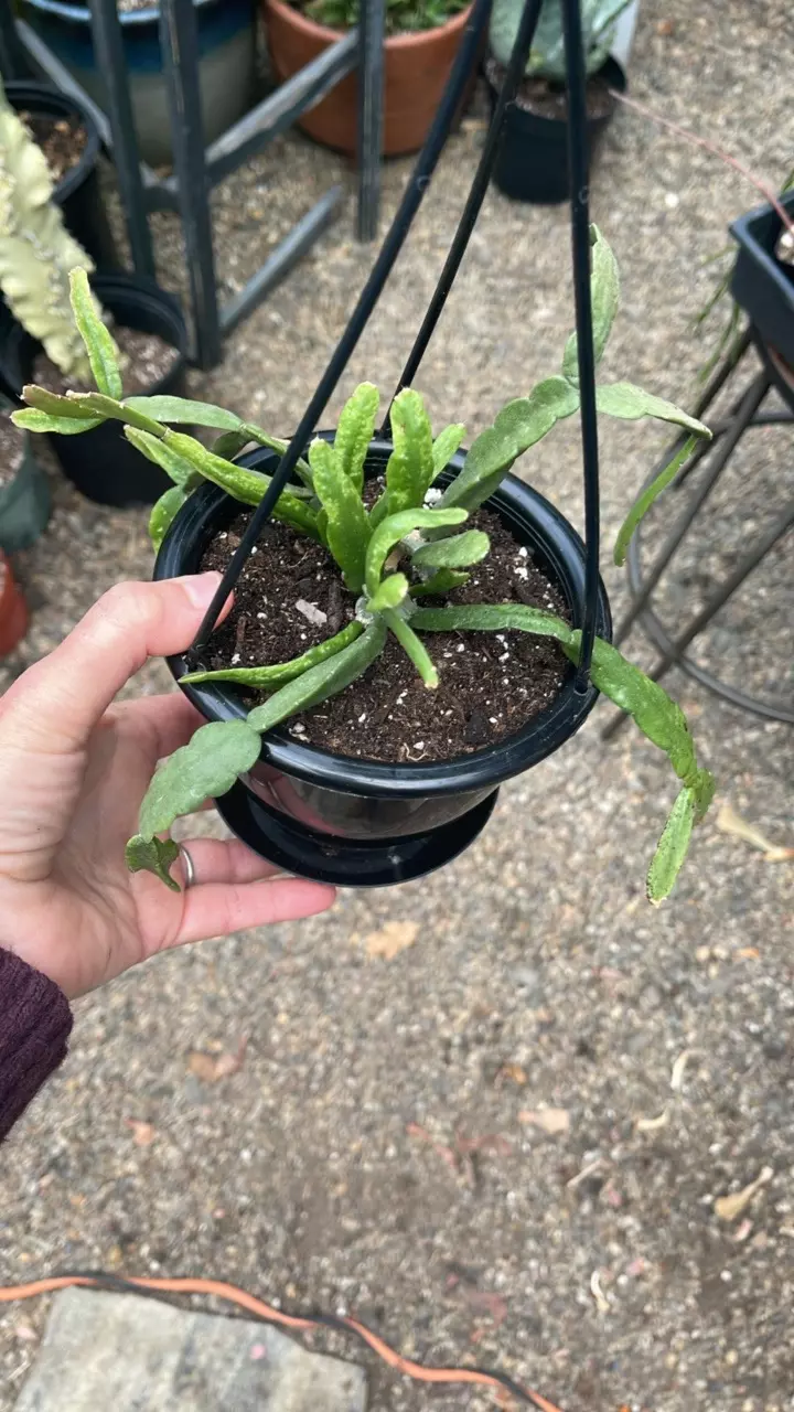 plant/Rhipsalis Micrantha f. Rauhiorum 4.5”-0