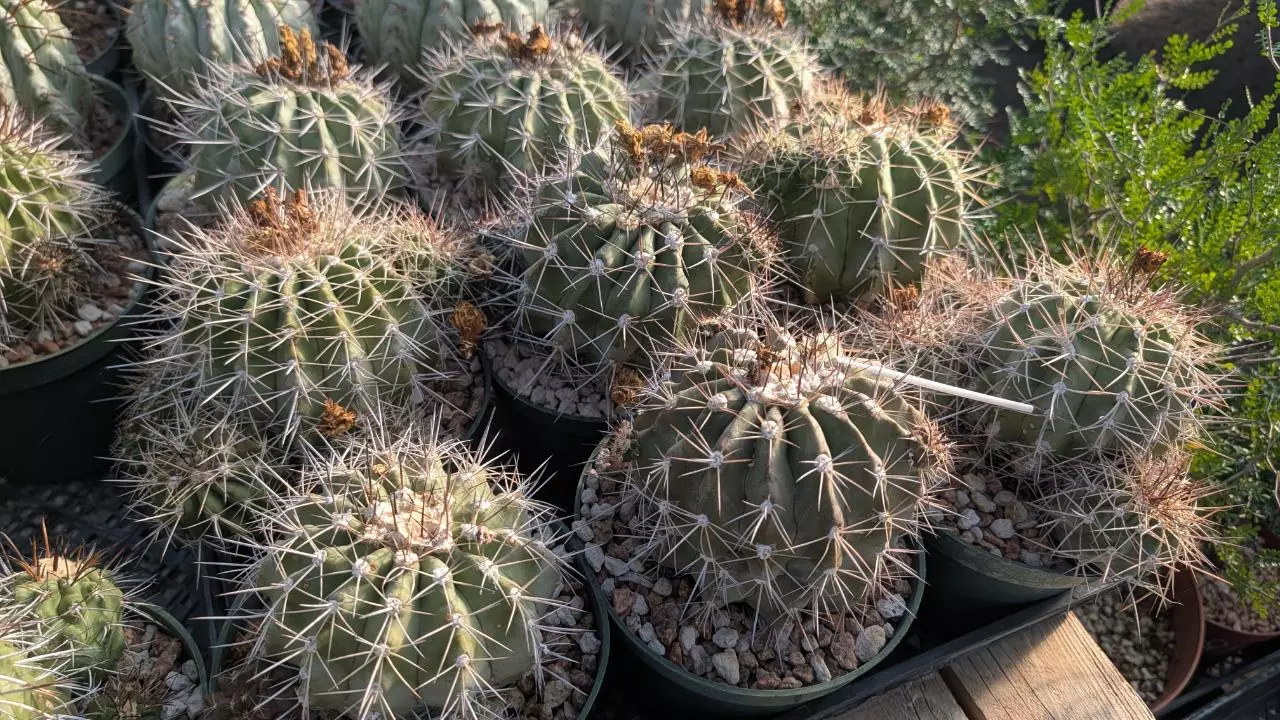 plant/NEW !Seed - Copiapoa Grandiflorus - 15 pcs - mother plants in listing-0