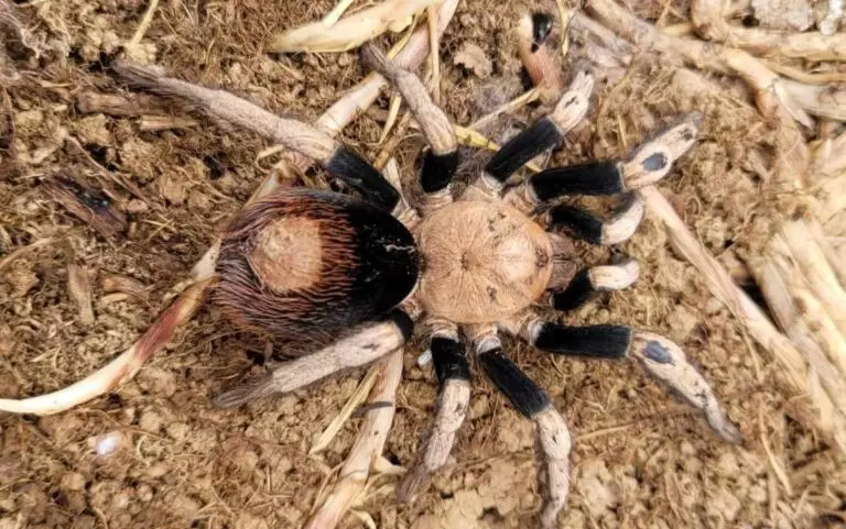 plant/$250 Retail Hapalotremus sp 'Puma' (Highland White & Red Tarantula) 1"-0
