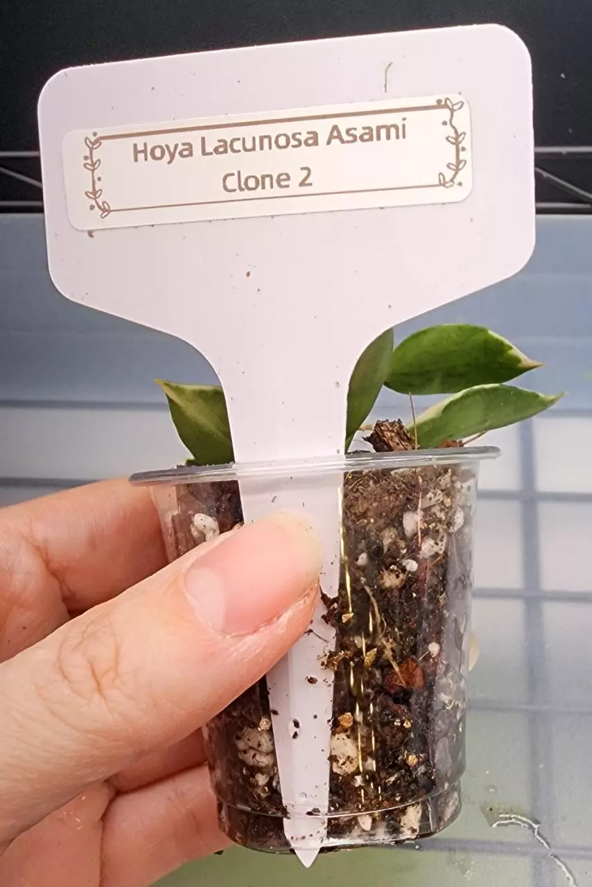 plant/Hoya Lacunosa Asami Clone 2-4