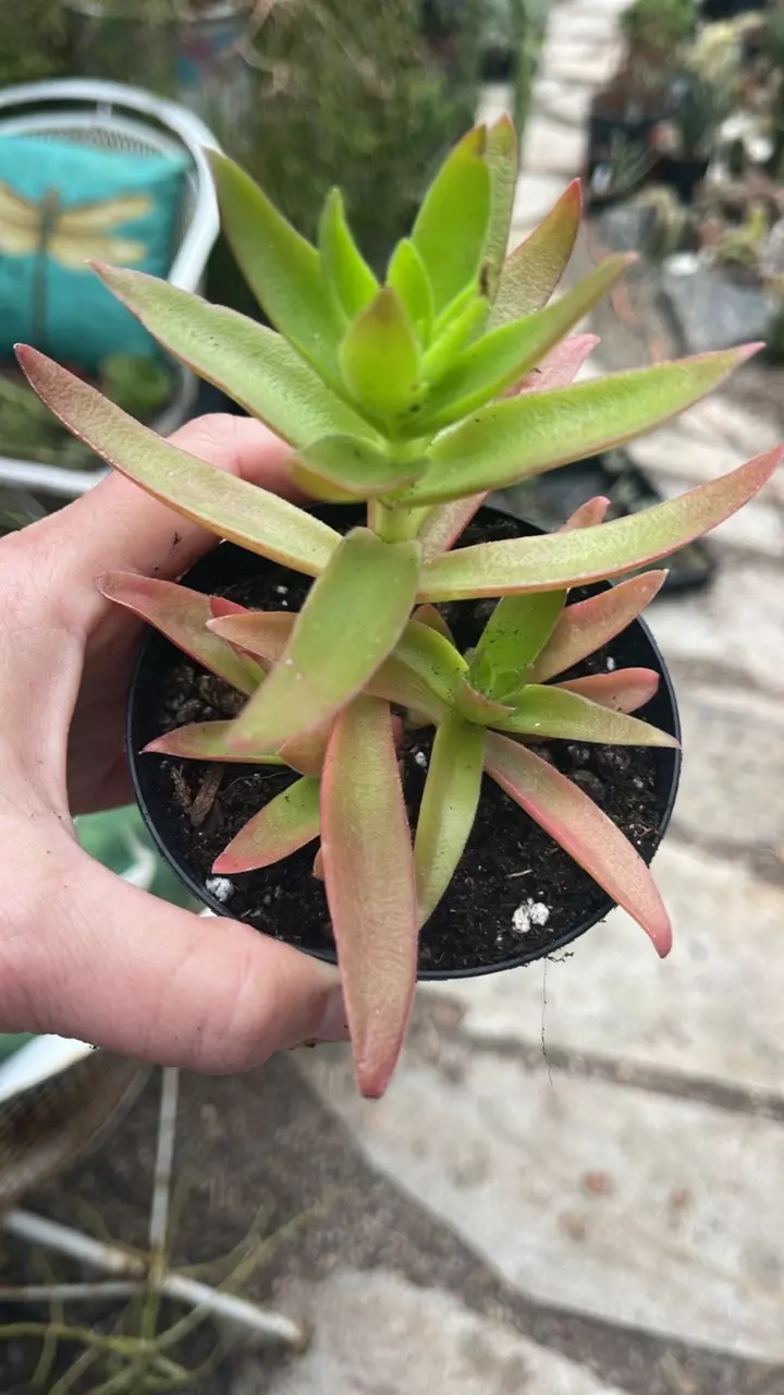 plant/Crassula Sharks Tooth 3”-0