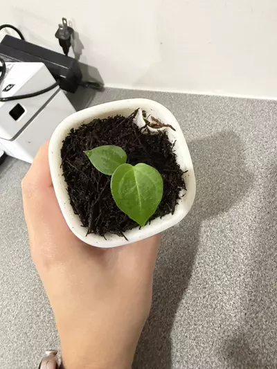 plant/Anthurium PapX × (Brielle × Red Crystal)-2-thumbnail