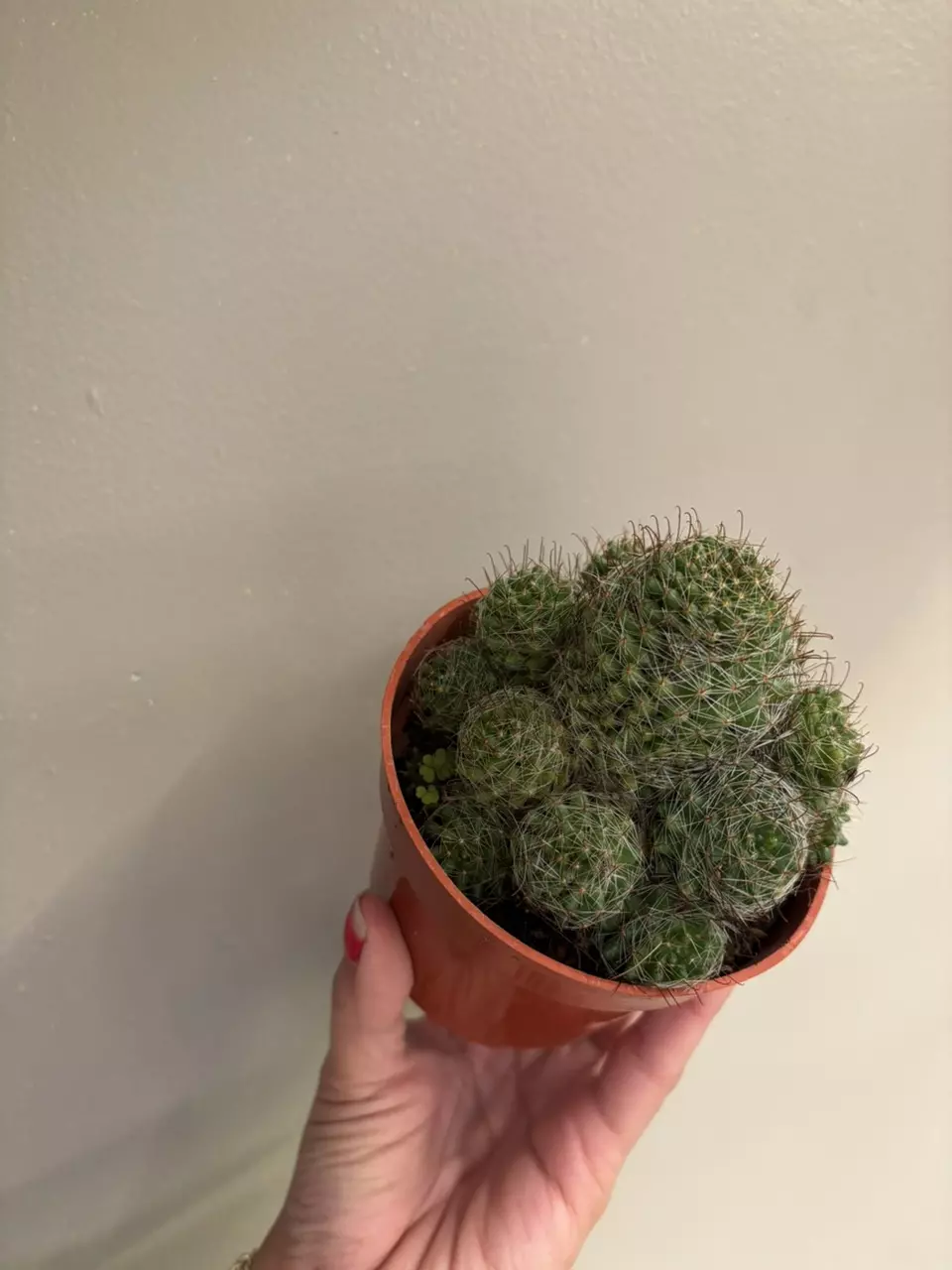 plant/Mamillaria cluster-2