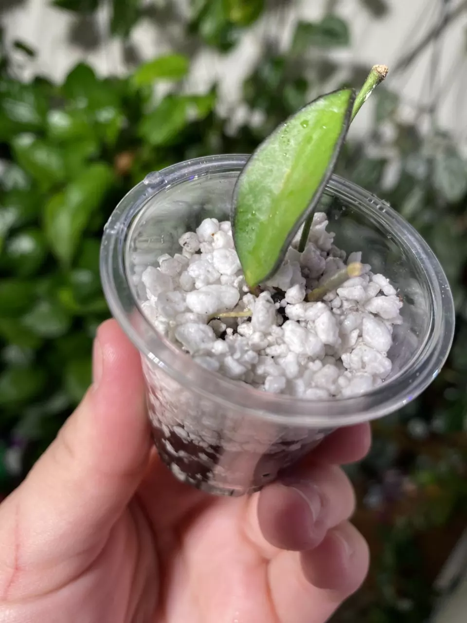 plant/Hoya Rosita with peduncle-1