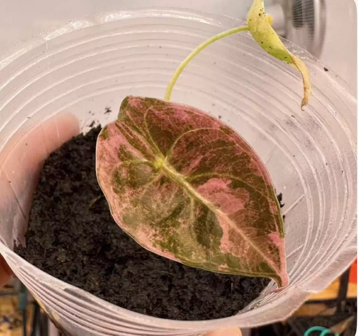 plant/Pink Sedenii Alocasia-6