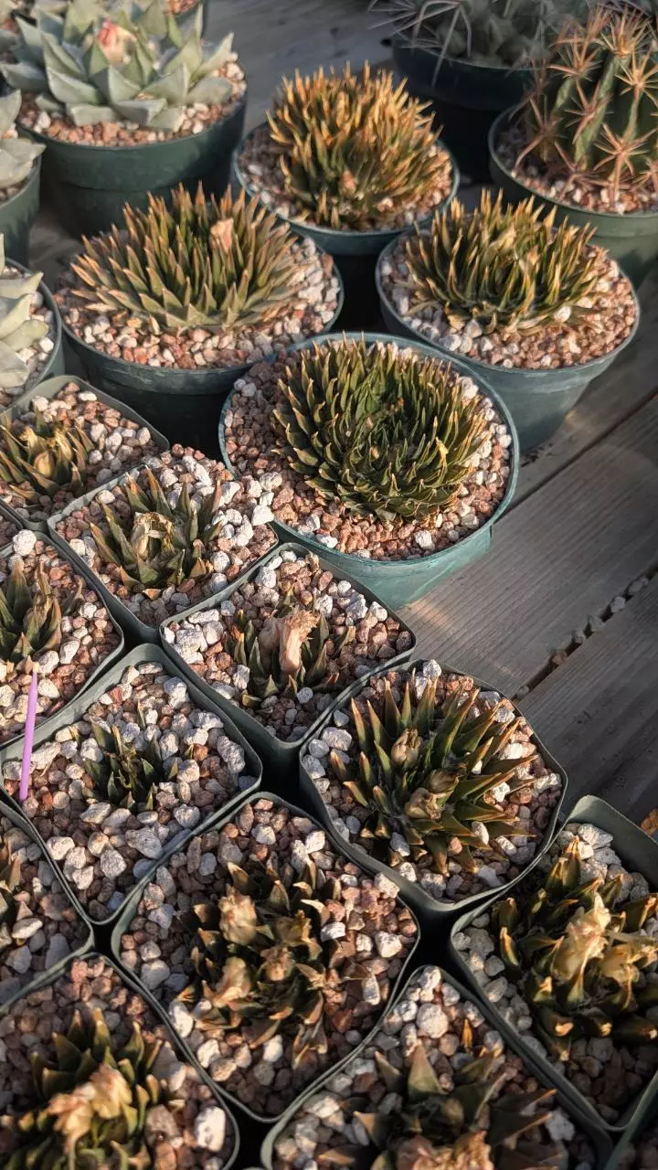 plant/NEW ! Seed  - Ariocarpus Trigonus Horacekii - 10 pcs - mother plants in listing-1