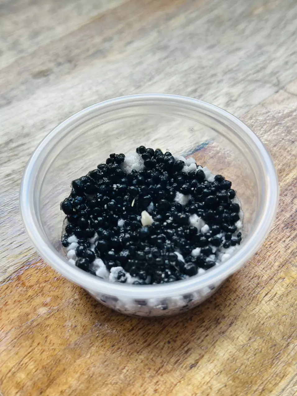 plant/Black Velvet Ninja Albo/Pink Rooted Corm-0