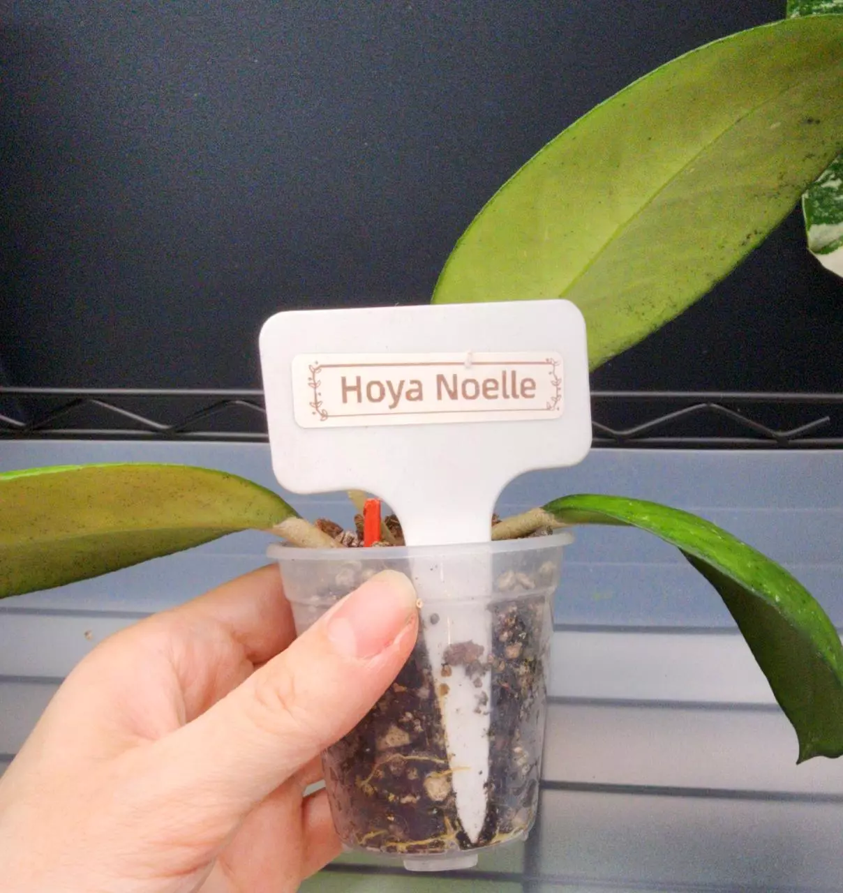 plant/Hoya Noelle-Free Shipping-5