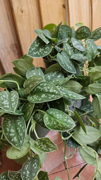plant/Scindapsus pictus Silver Satin Pothos Philodendron LIVE PLANT-1-thumbnail